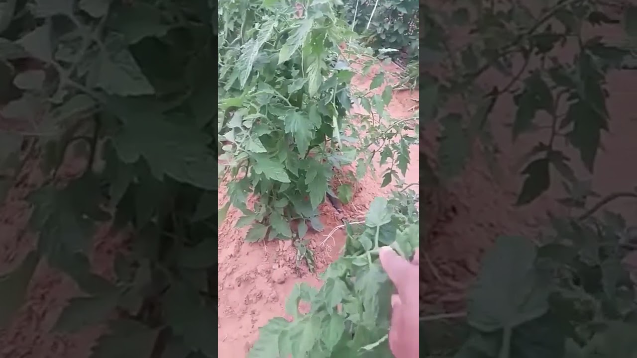 مقارنه بين طماطم تيري ستار وطماطم نيوتن .. ثمار تيماء الزراعية