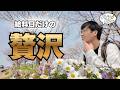給料日だけの贅沢な一日ルーティン|黒毛和牛ステーキ・西尾の抹茶・桜散歩【在日中国人Vlog】