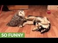 Husky and owl chill out together