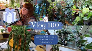 VLOG 100🌿Comment différencier un Pothos d'un Philo | Installation des nouveaux Hoyas | Un cadeau🎁...