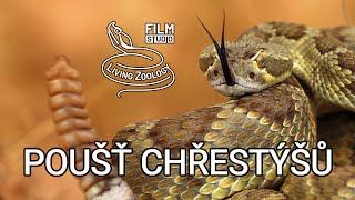 Poušť chřestýšů - dokumentární film o hadech studia Living Zoology (Czech)