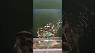 A Fisherman's WORST Nightmare 🤯