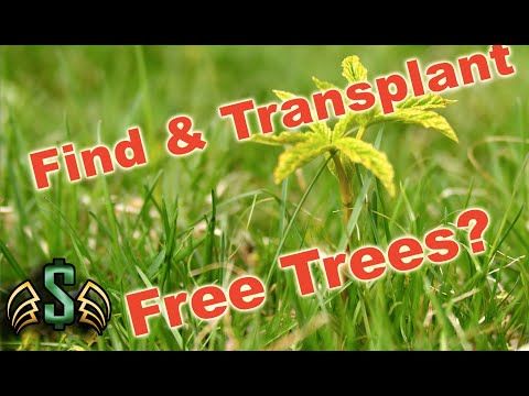 Video: How to Transplant a Sapling: 9 Steps (with Pictures)