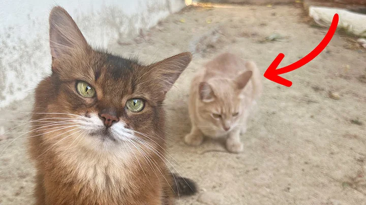 Video 11837221: feral cat, somali cat, cat love