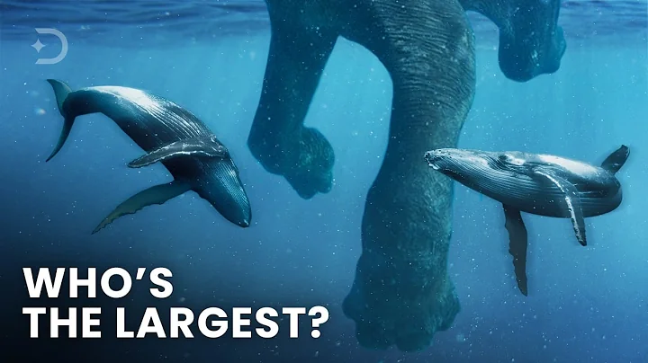 Largest Creatures To Ever Exist On Earth - DayDayNews
