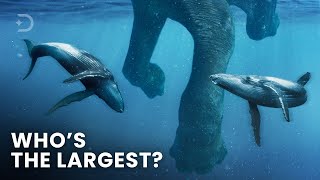 Largest Creatures To Ever Exist On Earth screenshot 5