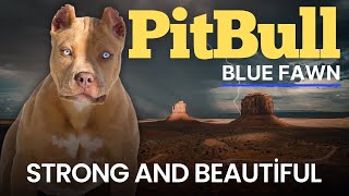 Blue Fawn Pitbull – Is This The Most Beautiful Pitbull Color?