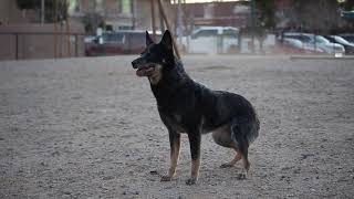 Dog frisbee flips ACD Australian Cattle Dog (Clip)