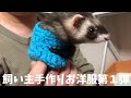 【フェレット】チョコちゃんのお洋服が完成！【Handmade clothes】ferret#150