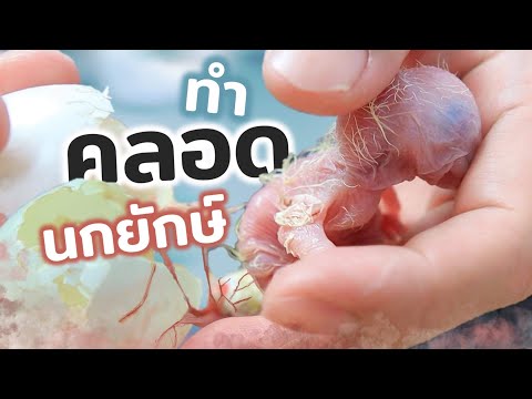 เอาไข่นกแก้ว(มาคอว์) มาฟักเอง ครั้งแรกในชีวิต!!! สมาชิกใหม่?