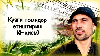 Кузги помидор етиштириш (4-қисм)