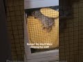 He denies Ramps #rabbit #cuteanimal #noramps #cuterabbit #rabbitclimbing