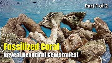 Cutting Open Rare Fossilized Coral...Part 1