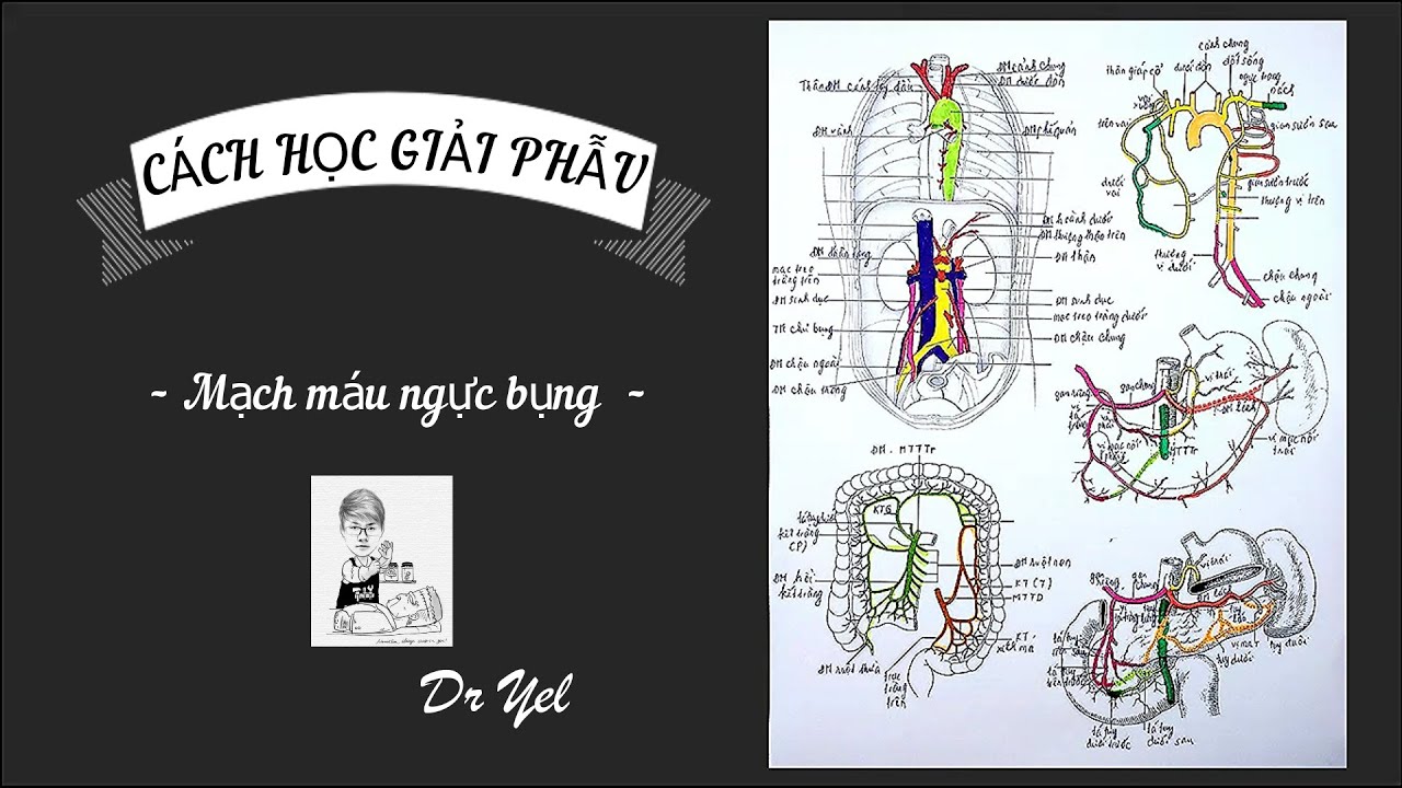 Hệ tim mạch | Ôn tập giải phẫu mạch máu thân mình ngực bụng | Cách học giải phẫu dễ nhớ (Tập 2322)