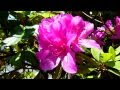 My Azalea Flowers (アザレアの花)