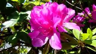 My Azalea Flowers (アザレアの花)