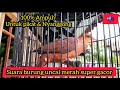 Suara Burung Uncal Merah Suara Burung Uncal Uncal Merah Gacor Tekukur Merah Macropygia Emiliana Mp3 - Mp4 Download