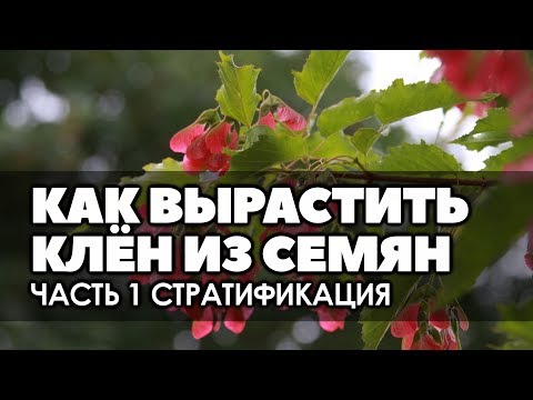 🌿❄ Как вырастить клён из семян в домашних условиях Часть 1 Стратификация