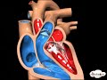 ह्रदय कैसे काम करता है  – ह्रदय की संरचना एवं कार्य (3D animation) - In Hindi
