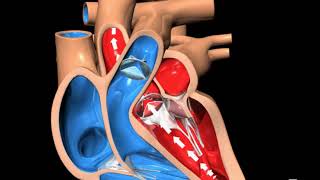 ह्रदय कैसे काम करता है  – ह्रदय की संरचना एवं कार्य (3D animation) - In Hindi