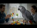 Exploring Animal Intelligence: Unveiling the Secrets of Communication and Problem-Solving Skills
