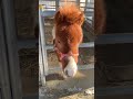 帯広競馬場❤️ふれあい動物園❣️#ばんえい競馬 #馬 #ポニー #帯広 #十勝 #北海道
