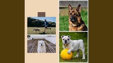 Beautiful Bossa Nova - Vibe for Puppy Safe Spaces