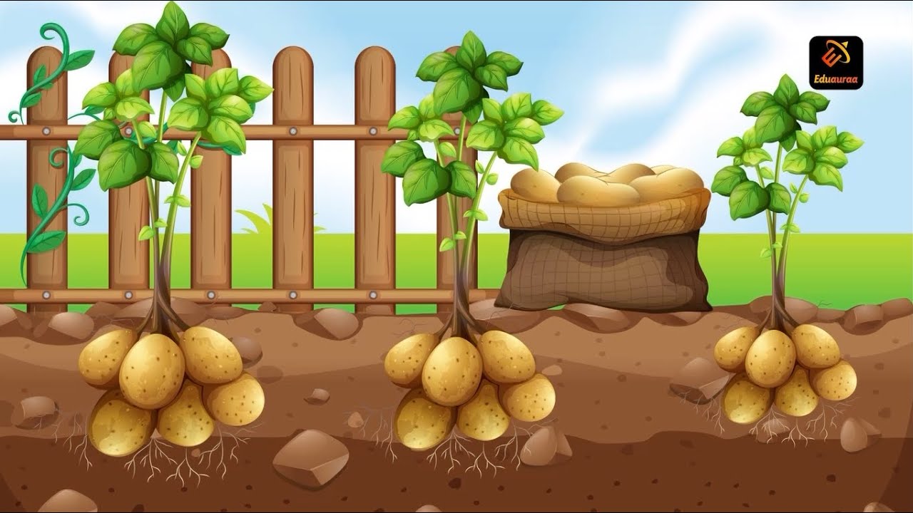 Potatoes Asexual Reproduction Biology Eduauraa YouTube potatoes-asexual-reproduction-biology-eduauraa-youtube