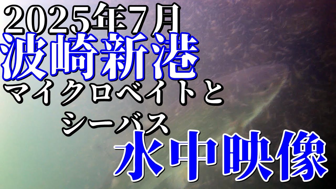 4K【水中映像】2025年7月半ば波崎新港 水中動画 なぞのマイクロベイトと生命感 #波崎 #釣り #水中映像  #シーバス
