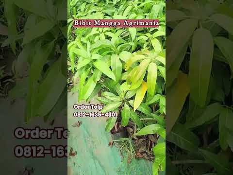 Bibit Tanaman Buah Mangga Agrimania Valid Super Unggul