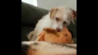 Vine complimation of Grayday Cori