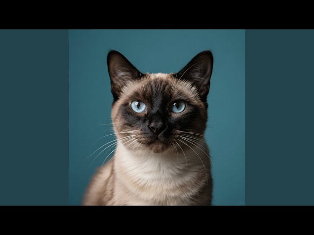 猫の固い約束