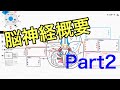 脳神経の概要2:顔面神経から舌下神経まで解説してみた