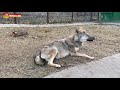 Изгнаны волками - ни клыков, ни хвостов 😂 Тайган. Wolves life in Taigan.