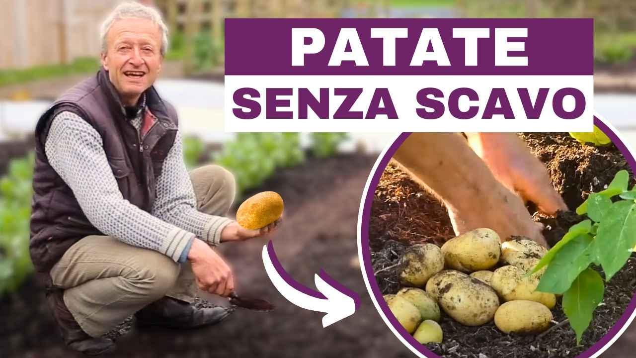 Coltivazione di Patate senza Scavo 🥔 Consigli Esperti da Charles Dowding