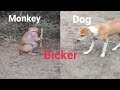 Monkey &amp; Dog bicker ( Nokjhonk)