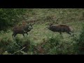 Brâme du Cerf dans le Cantal, partie 3 (2020)