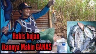 Habis Hujan Serangan Ikan Nila Semakin Ganas Umpan Lumut Danau Batur