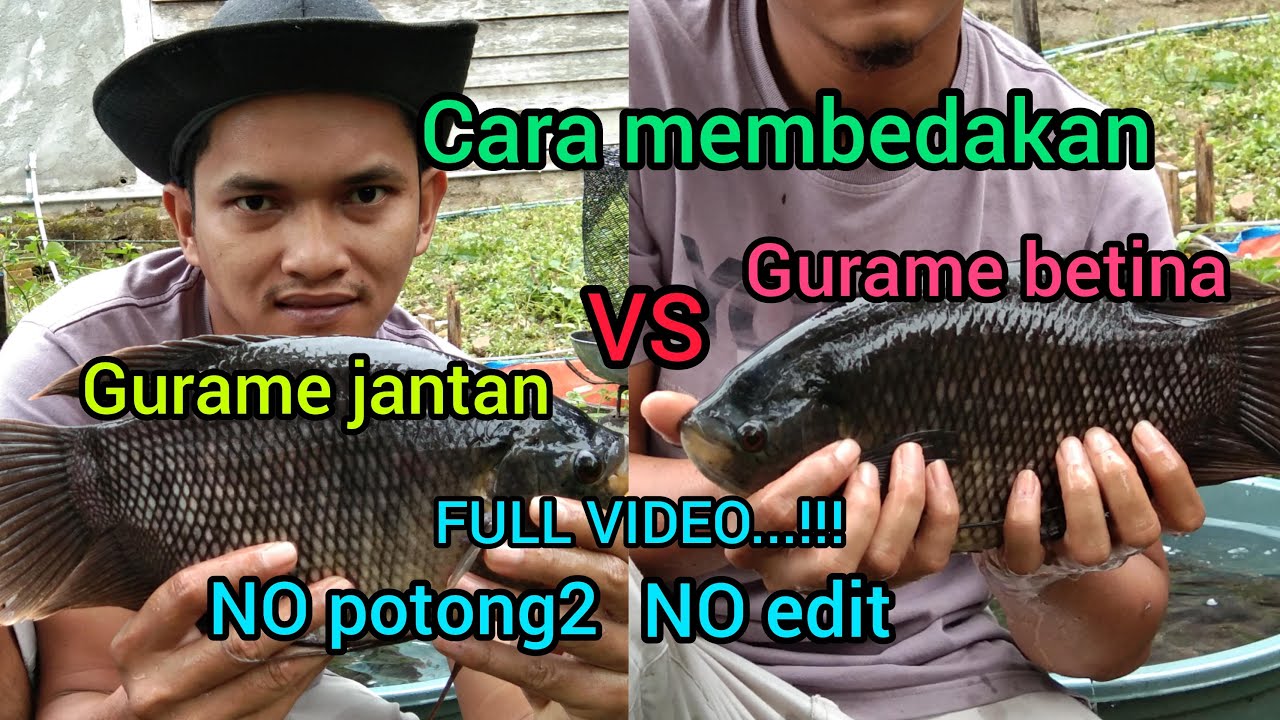 cara membedakan ikan gurame jantan dan betina