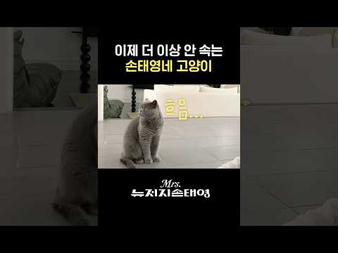 이제 더 이상 속지않는 손태영네 고양이