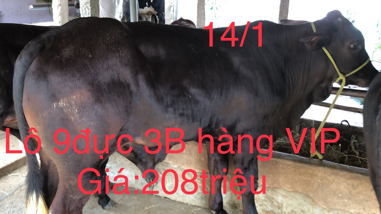 14/1, Trại Bò Văn Tuấn Ba Tri, Giá:208triệu/ Lô 9Đực 3B F1 hàng chất lượng VIP, Zalo_SĐT:0918204232.