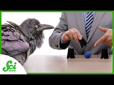 Can You Bamboozle Birds With Magic?