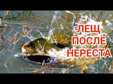 Где Ловить Леща после Нереста?