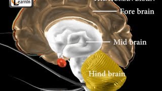 human brain and its parts biology