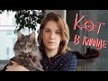 сколько стоит содержать кота в Канаде | Hey Yulia