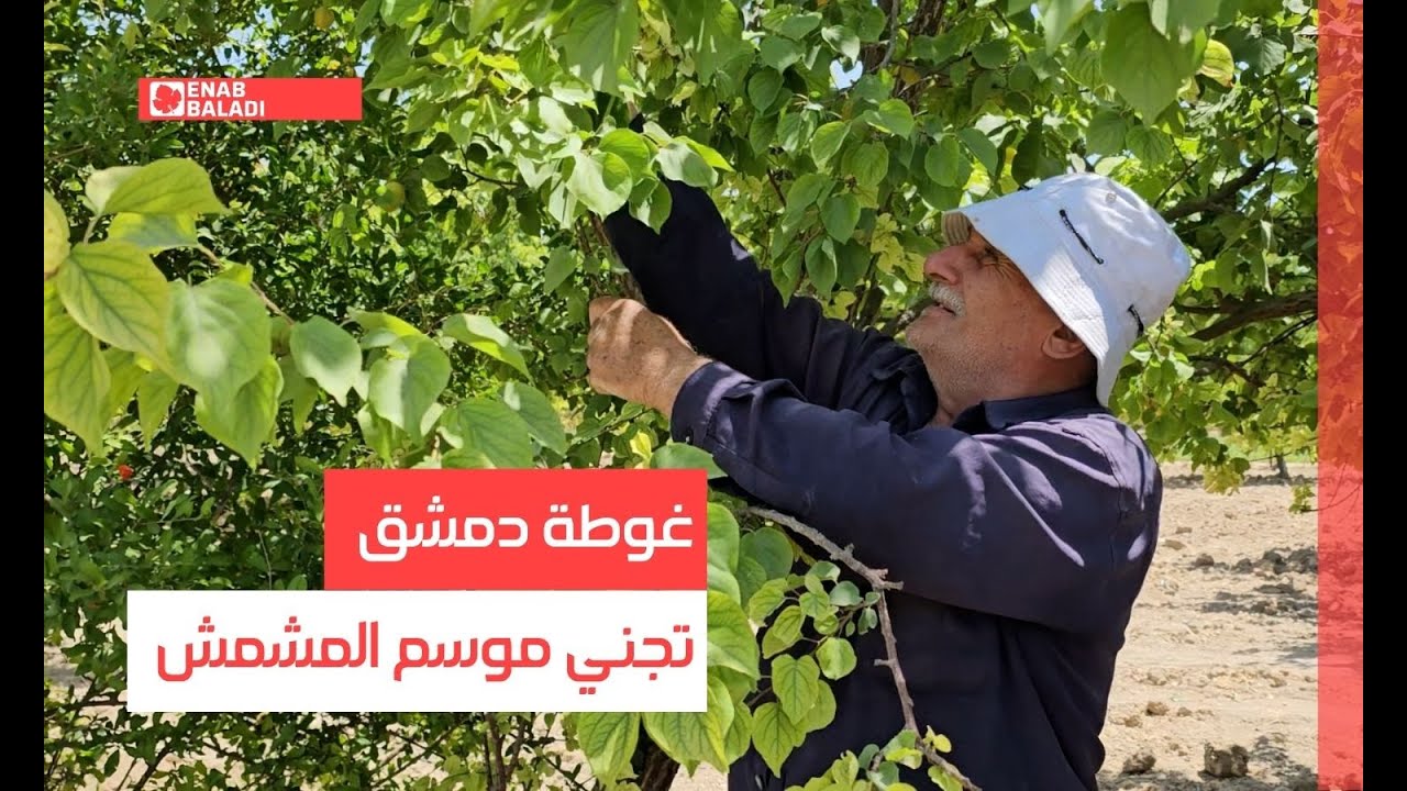 غوطة دمشق تجني موسم المشمش