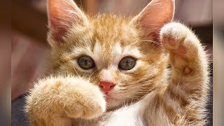 Смешные кошки и коты Сентябрь 2019. Новые приколы с котами funny cats animals 2019 #99