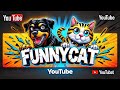 #funnydcat #funny #animals #dog #cat #funnyvideos #funnyvideo #cats #funnyanimals #funnycats #dogs