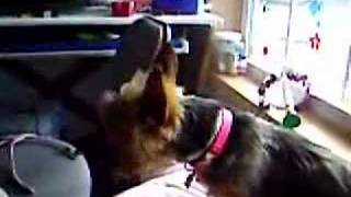 My dog Molly talks  Aussie australian terrier