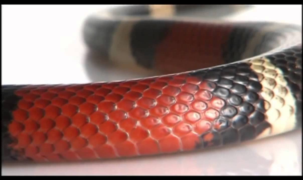 Evolution - The evolution of skin HD